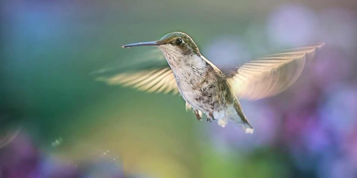 Enrich Your Knowledge Do Hummingbirds Eat Flies Bird Hummingbird